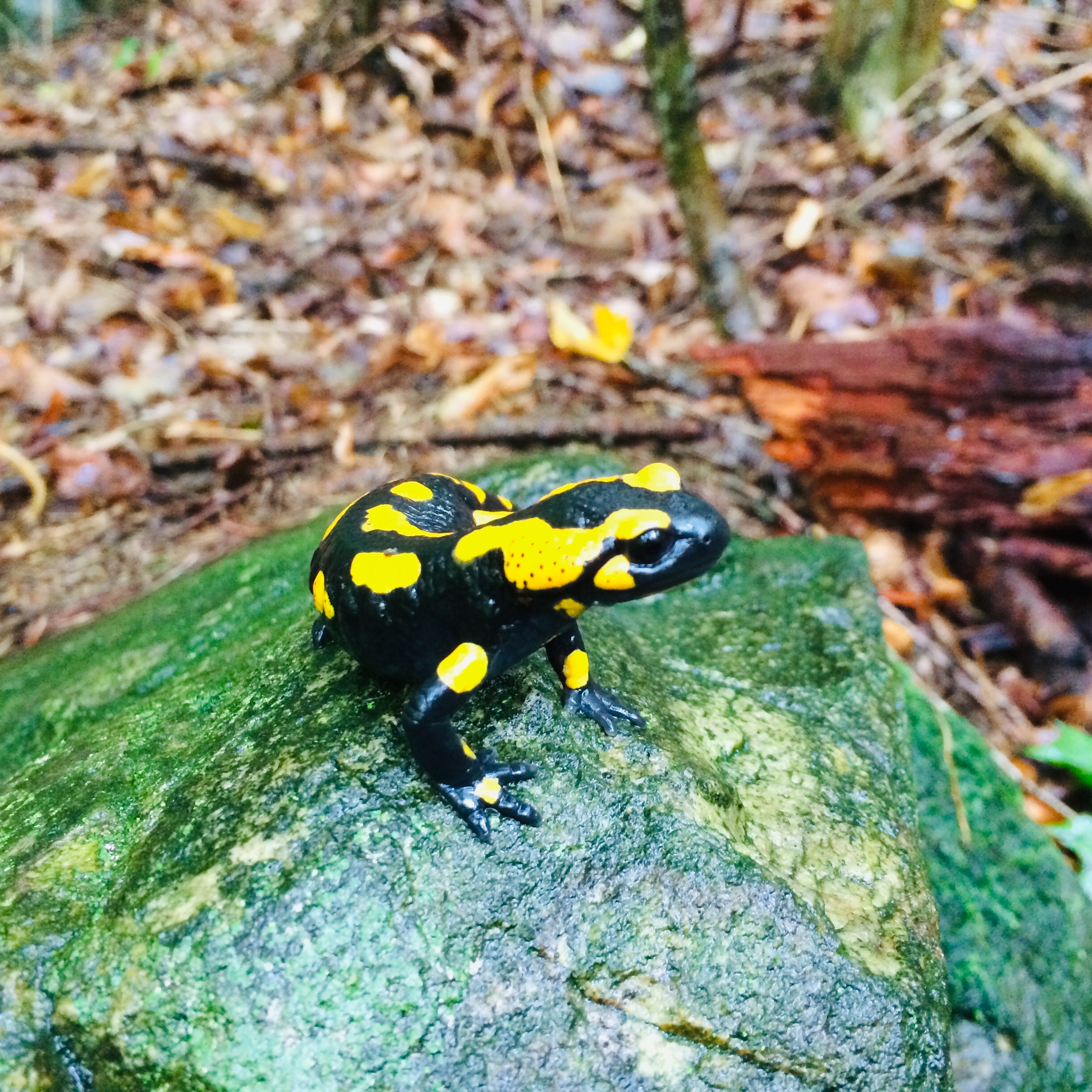 Monitoring Fire Salamanders with QField: A Conservation Success Story in Saxony